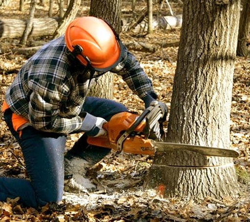 Tree Removal in Omega, GA